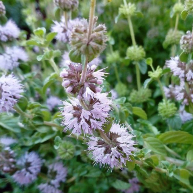 Sustraiak: Menta poleo