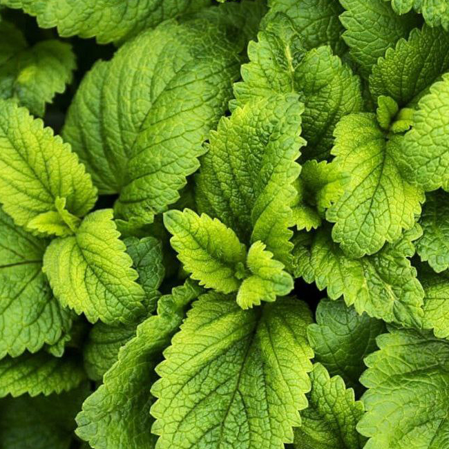 Sustraiak: Mentastro