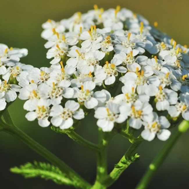 Sustraiak: Milenrama