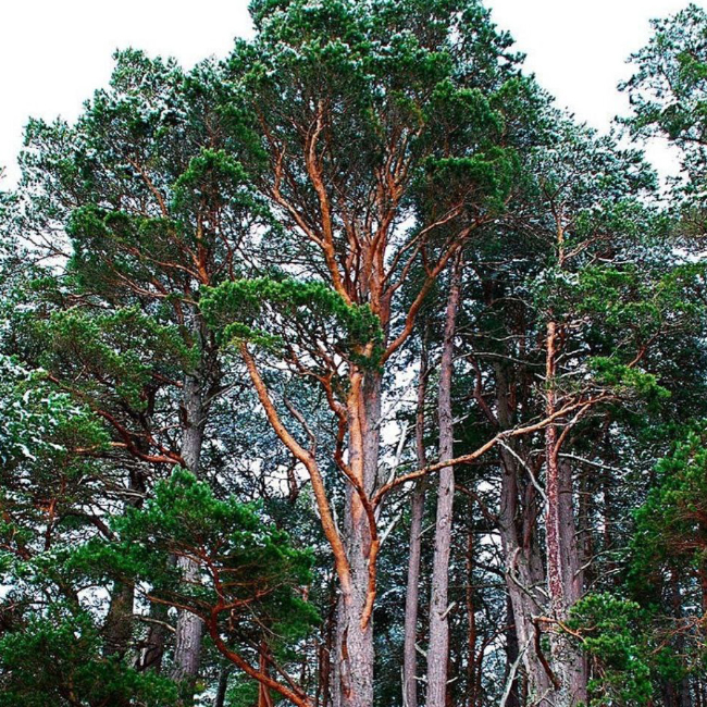Sustraiak: Pinus Silvestris
