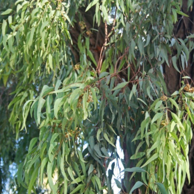 Sustraiak: Eucalipto