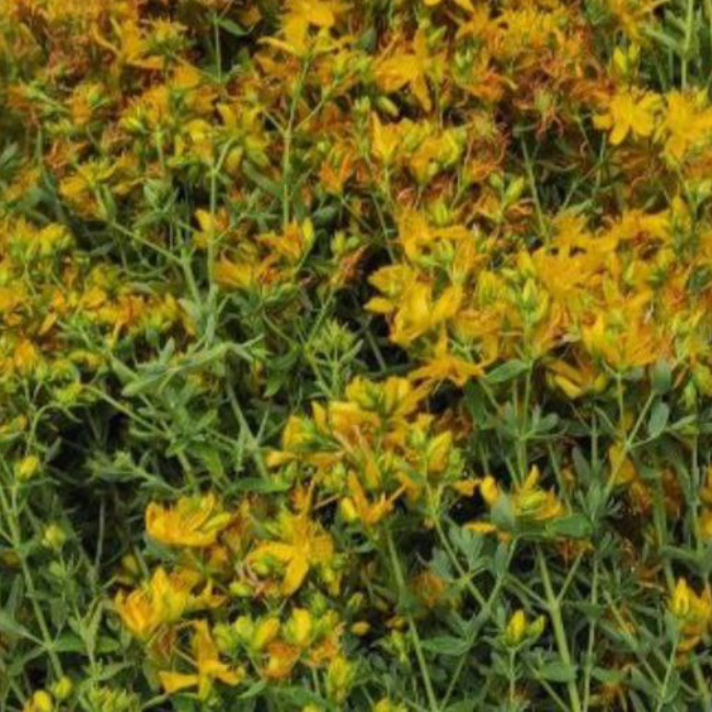 Sustraiak: Hipérico